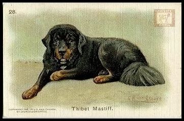 28 Thibet Mastiff